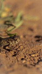 frog and leaf