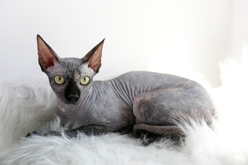 Grey Canadian mink point sphynx cat sitting on a furry blanket. Beautiful purebred hairless kitten...
