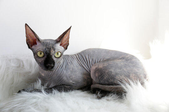 Grey Canadian mink point sphynx cat sitting on a furry blanket. Beautiful purebred hairless kitten with yellow eyes. Natural light. Close up, copy space, background.