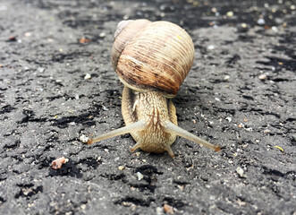 Small garden snail in shell crawling on wet road, slug hurry home