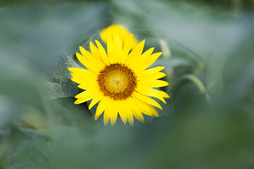 yellow dandelion flower with leaves