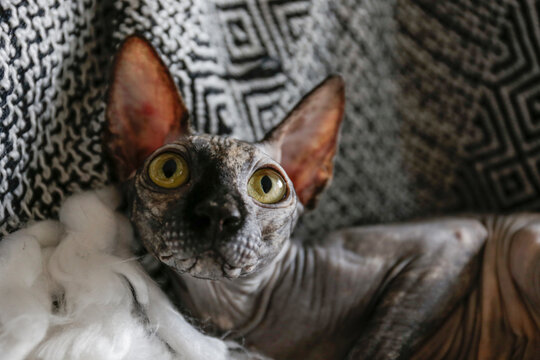 Grey Canadian mink point sphynx cat sitting on a couch with blanket. Beautiful purebred hairless kitten with yellow eyes. Natural light. Close up, copy space, background.