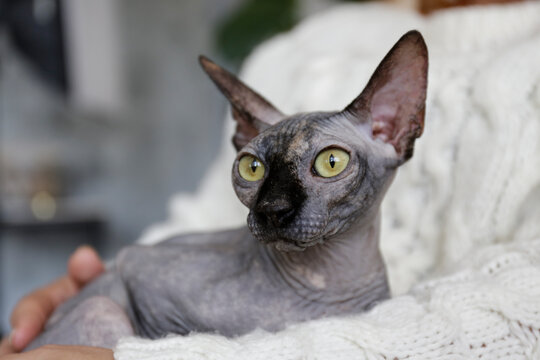 Grey Canadian mink point sphynx cat at home with her owner. Beautiful purebred hairless kitten. Close up, copy space, background.