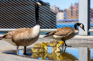 Baby geese playing in small poodle born in Brooklyn, New York