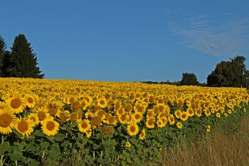 Sonnenblumenfeld im Juli in Nordhessen