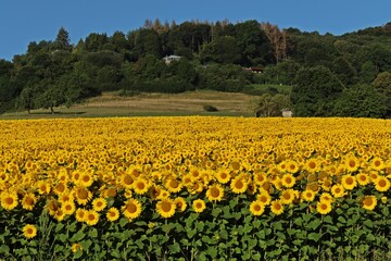 Sonnenblumenfeld im Juli in Nordhessen
