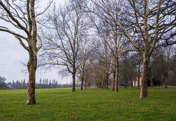 row of trees, trees, grass, background, landscape, park, green
