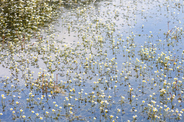 Common white water-crowfoot small flowers growing in lake,  selective focus