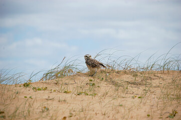 Landscape with a owl standing on a beach sand dune and looking in the camera during daylight. Horizontal owl portrait with blue sky and copy space.