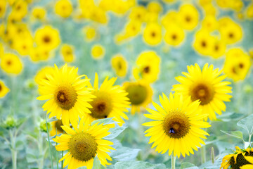 Obraz premium sunflowers in a field