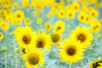 sunflowers in a field