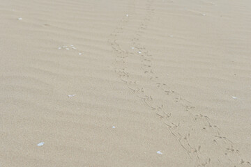 Fototapeta na wymiar The abstract path of a mysterious bird stepped on the white soft sand.