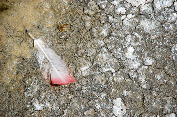 Flamingo white and pink feather on a mud ground in a national reserve park in Bolivia. Dry floor...