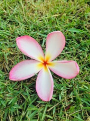frangipani flower on green grass