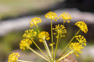 Macro de flores amarillas
