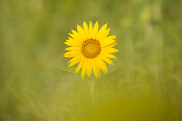 sunflowers in a field