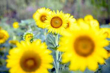 sunflowers in a field