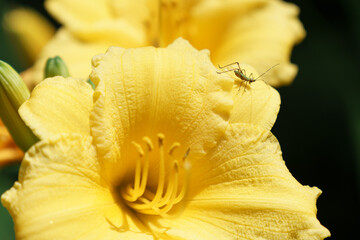 Baby Grasshopper on a bright yellow flower