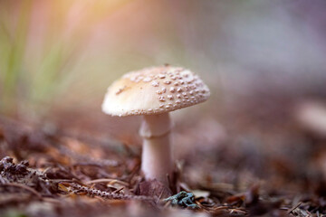 Mushroom in the forest in sunset.