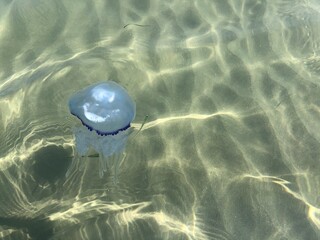 Transparent jellyfish floats through water.Summer Holidays concept. © Evis