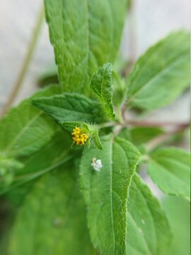 Yellow Beetle On A Green Leaf