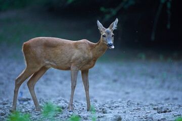 Young roe deer female