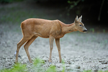 Young roe deer female