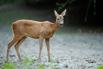 Young roe deer female
