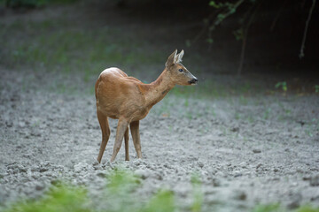Young roe deer female