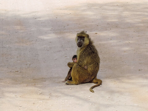 Mamá Mono Protegiendo A Su Bebe II