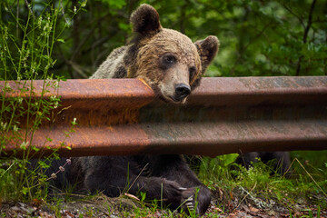 Brown bear female at the roadside