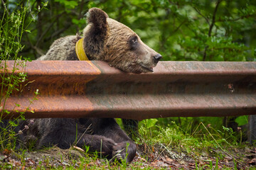 Brown bear female at the roadside