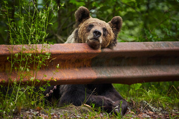 Brown bear female at the roadside