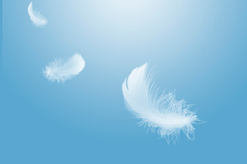 Light fluffy a white feathers floating in the sky. Feather abstract, freedom concept background....