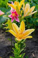 Naklejka premium Yellow and pink dewy lilies in the morning garden. vertical images.
