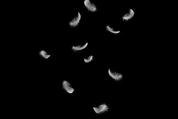 Light fluffy a white feathers falling down in the dark. Feather abstract, freedom concept on black background.