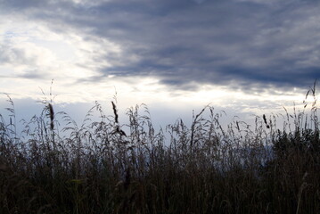 Fototapeta premium ears of corn in a field against a blue sky with clouds