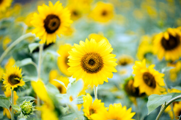 sunflowers in a field