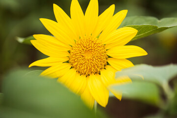 sunflowers in a field
