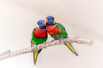 Plakaty  Grupa para dwóch ślicznych kolorowych małych papug Lorikeet całuje. Piękne dzikie zwierzęta tropikalne ptaki siedzące na gałęzi drzewa. Piękno przyrody przyrody.