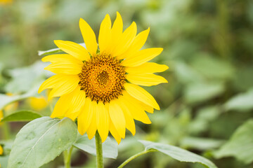 sunflowers in a field