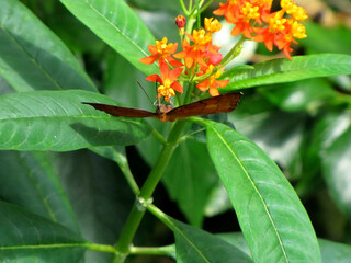 Orange Flower with a Butterfly Below