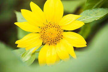 sunflowers in a field