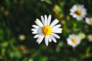 marguerite flower