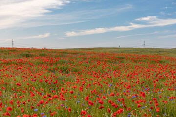 Field of poppies with natural sunlight