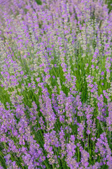Obraz premium Lavender with morning dew. Vertical image.