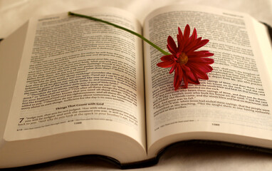 Close up of a bible opened up with a red carnation flower  laying on the page.  