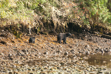 Black bears on the coast