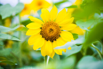 Obraz premium sunflowers in a field