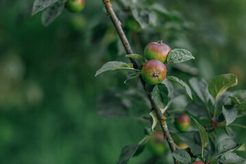 Green ripe apple hanging on branch of tree. Growing seasonal fruits and crop a harvest